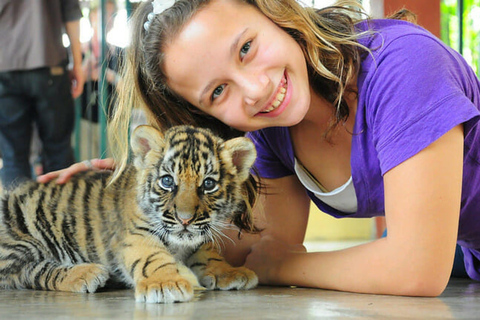 Phuket: Educational Tiger Conservation Tour with Transfers Smallest Tiger