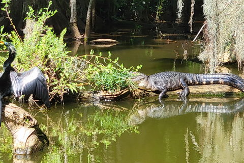 From Orlando: Wild Florida Kayak Tour on the Dora Canal