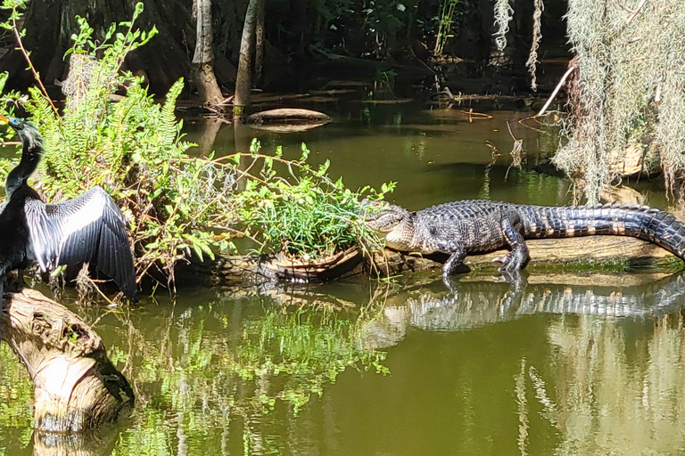 From Orlando: Wild Florida Kayak Tour on the Dora Canal