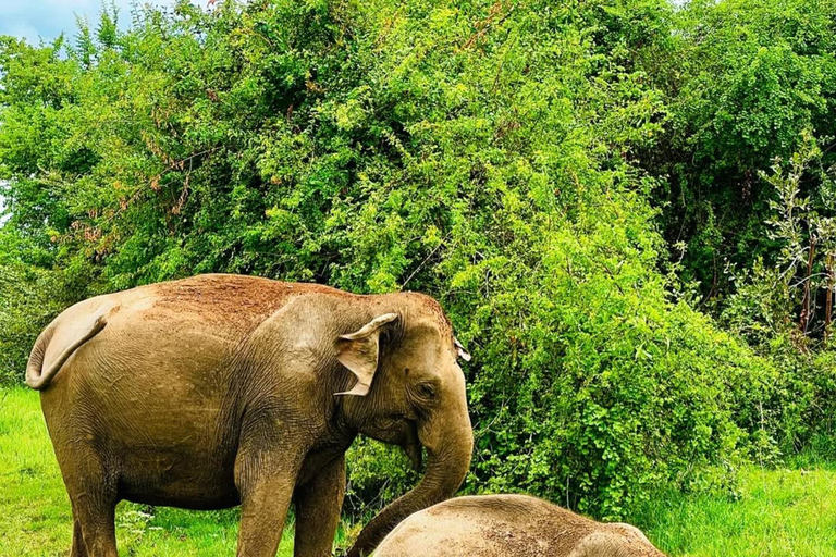 Minneriya Elephant Safari with Expert Local Driver-Guide