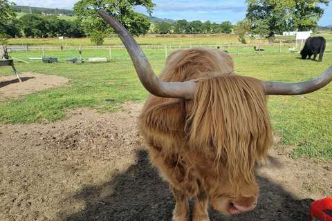 Invergordon: Highlands Tour with Loch Ness & Inverness