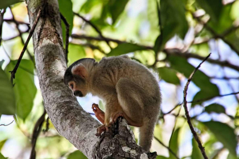 Tambopata Tour 4 Days