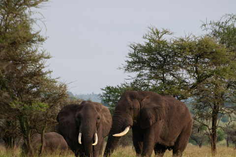 Arusha : Safari de luxe de 4 jours dans le Tarangire, le Serengeti et le Cratère