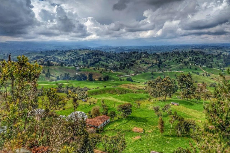 MEDELLIN: WYCIECZKA MLECZARSKA + SZWAJCARIA KOLUMBIJSKA