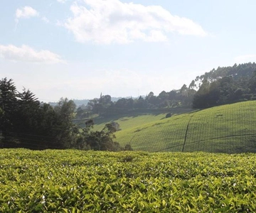 Nairobi: Kiambethu Tea Farm Day Tour with Lunch
