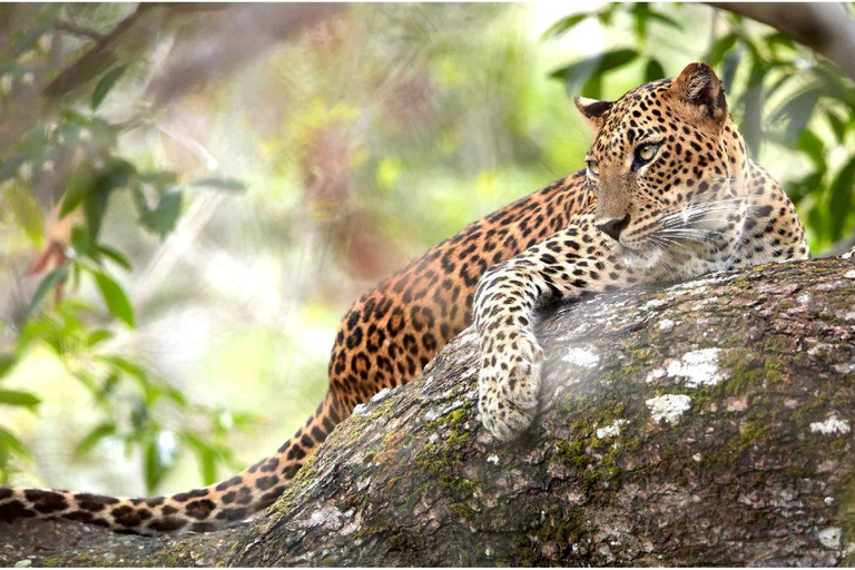 7- Days Sri Lanka Private Tour Package with 4*Hotels & Meals