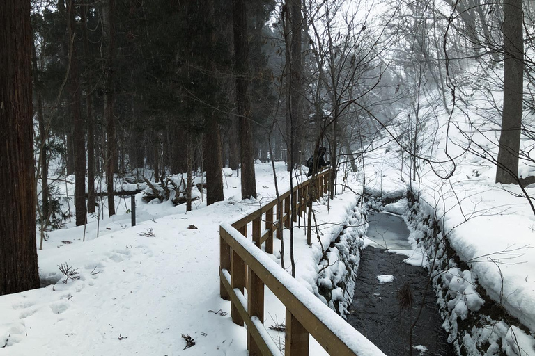 Sapporo: City Highlights & Local Experiences With a Local