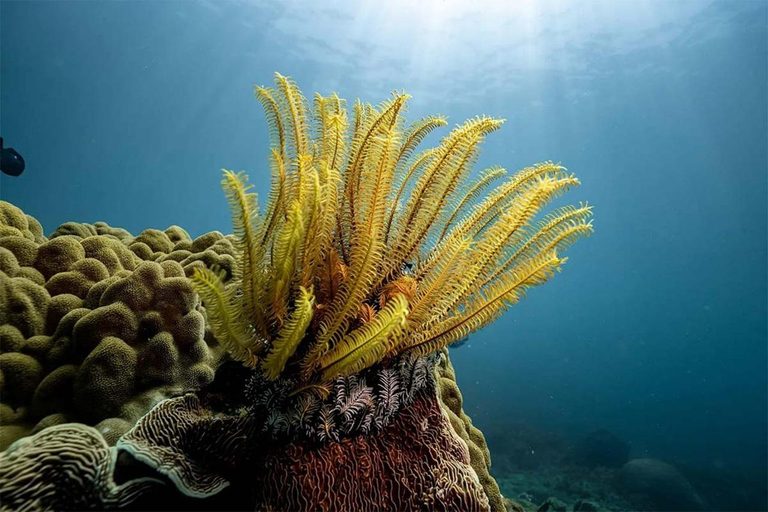 Da Nang/Hoi An: Cham Island Snorkeling or Diving Tour Group Tour