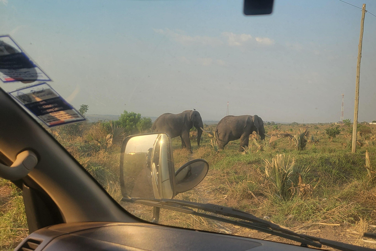 From Kampala: 2-Day Murchison Falls National Park Vacation