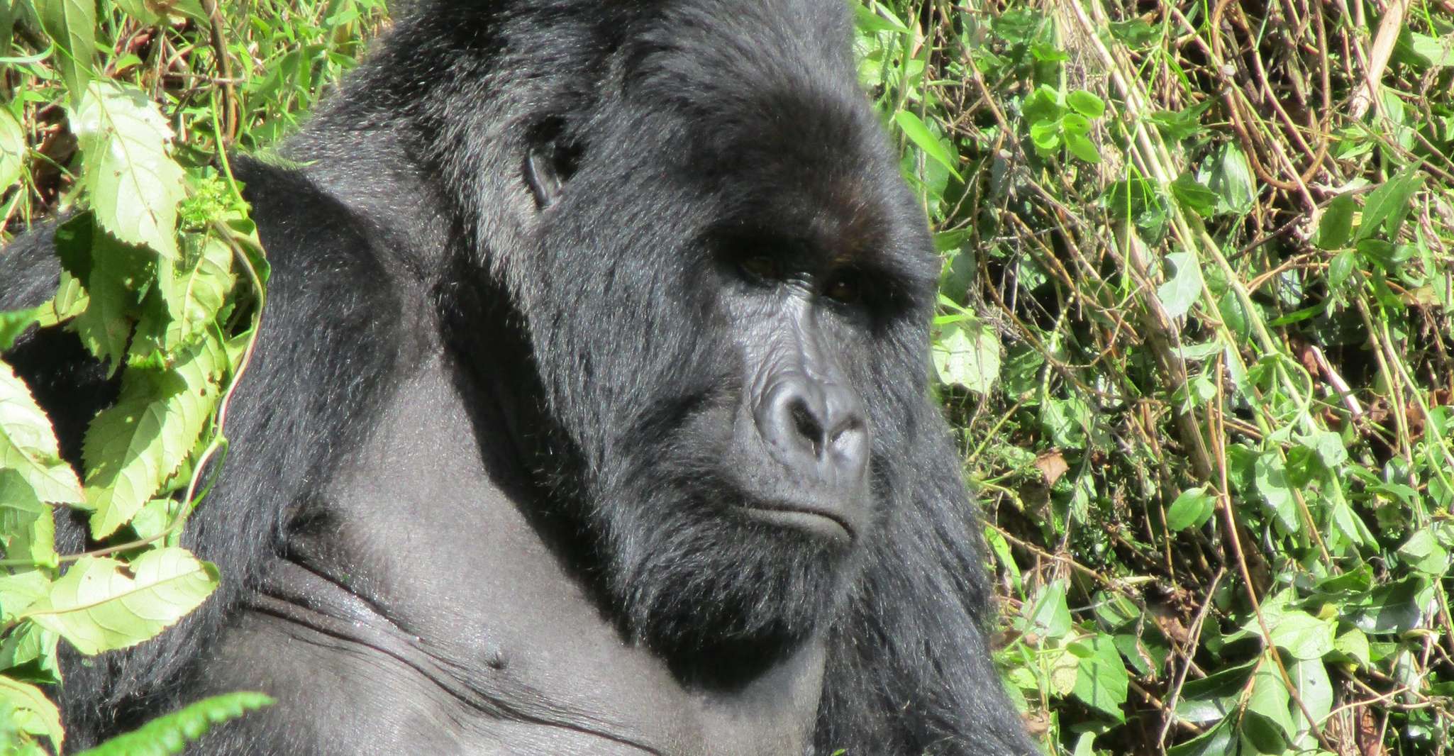 3day bwindi Gorilla tracking and Batwa experience - Housity