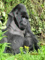 3 giorni Bwindi Gorilla Trekking e Batwa Experience - Housity