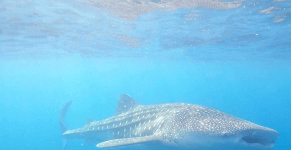 Bohol Whaleshark Watching (Joiners/Shared)