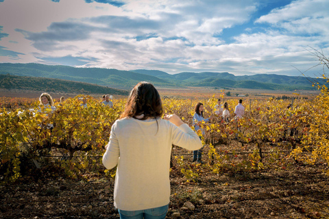 Alicante: Premium Winery: Guided tour with 6 tastings and a special gift