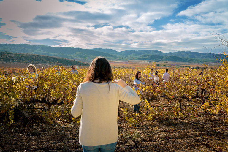 Alicante: Premium Winery: Guided tour with 6 tastings and a special gift