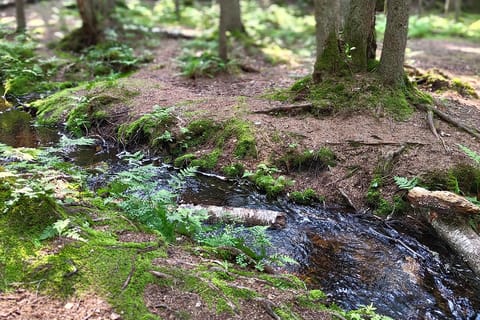 Helsinki: Get to Know the Forest & Craft Workshop with Lunch