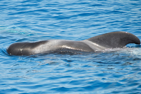 New: Into the Wild - 3H w/Marine Biologists - dolphins &more