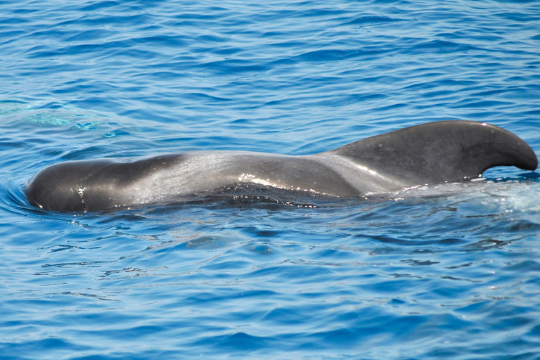 New: Into the Wild - 3H w/Marine Biologists - dolphins &more