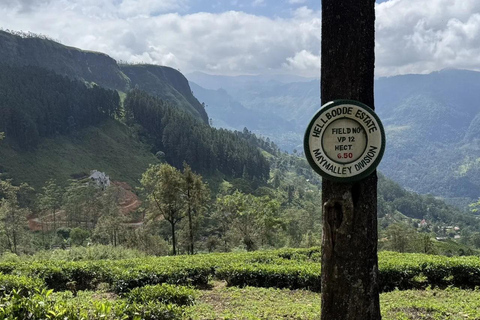 Pekoe Trail 1-5: Guided 7-Day Trek with Hotels & Transfers