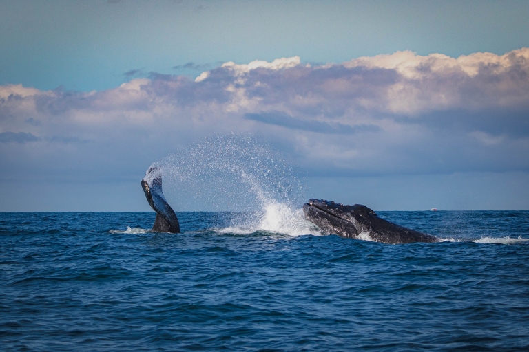 Plongée avec les baleines à Mirissa