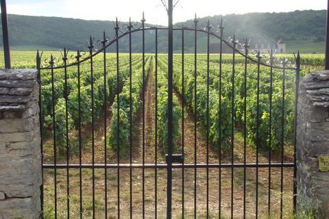 Albi, Cordés-sur-ciel i Gaillac: Jednodniowa wycieczka z Tuluzy