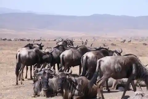Tanzania: Safari de 3 días por el Serengeti y el cráter del Ngorongoro