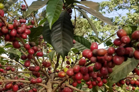 Addis Ababa: Coffee from Bean to Cup Experience