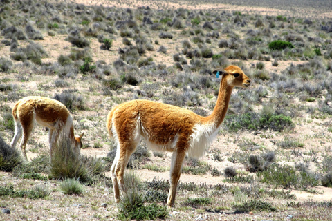 Full Day Trip to Colca Canyon from Arequipa ending in Puno