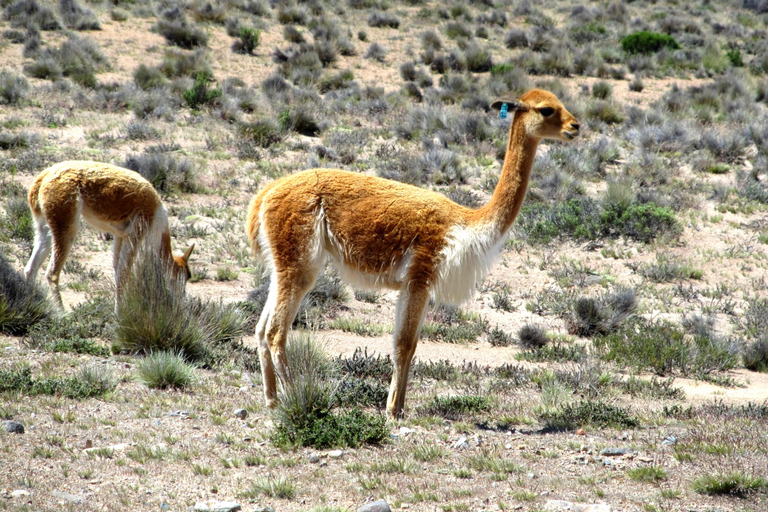 Full Day Trip to Colca Canyon from Arequipa ending in Puno