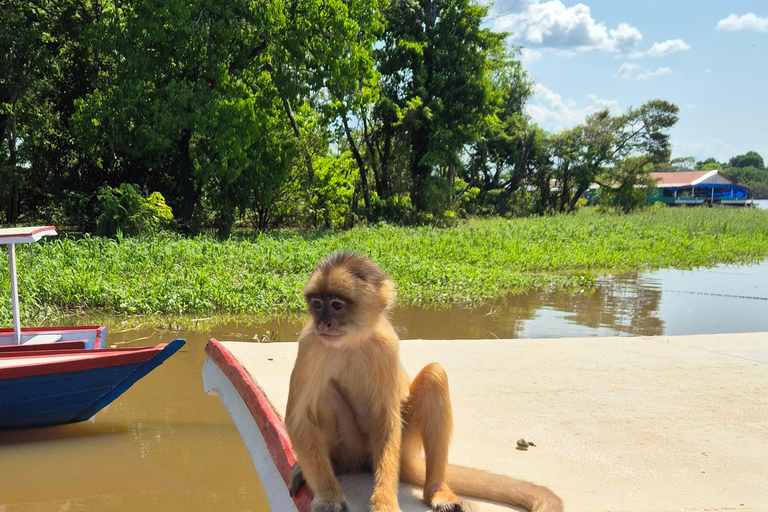 Manaus: Private Amazon Sunset and Night Tour by Speedboat