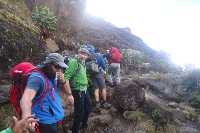 Escalada de 7 días al Kilimanjaro por la Ruta Lemosho