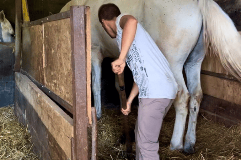 Sibiu: Țara Oltului and Țara Făgărașului Day Trip