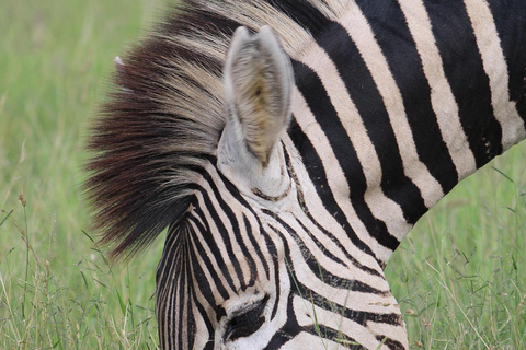 桑给巴尔：乘飞机前往塔兰吉雷和恩戈罗恩戈罗火山口野生动物园