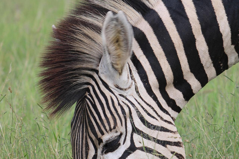 桑给巴尔：乘飞机前往塔兰吉雷和恩戈罗恩戈罗火山口野生动物园