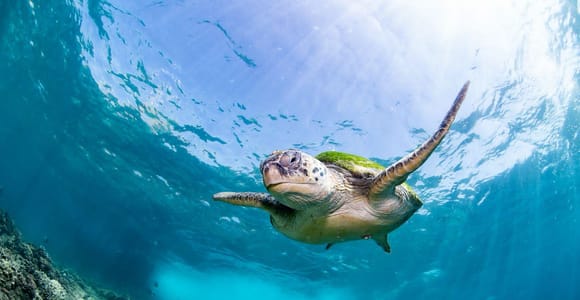Seeb: Daymaniyat Islands Snorkeling Tour with go pro