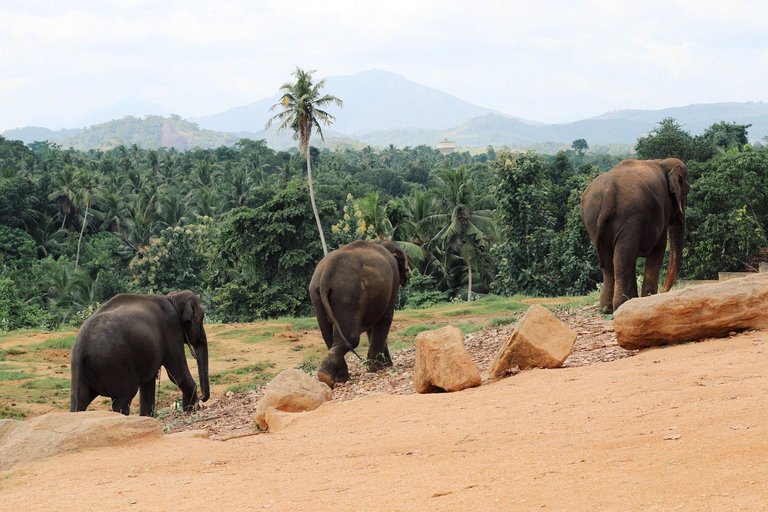 Von Colombo aus: Kandy und Pinnawala Tagestour