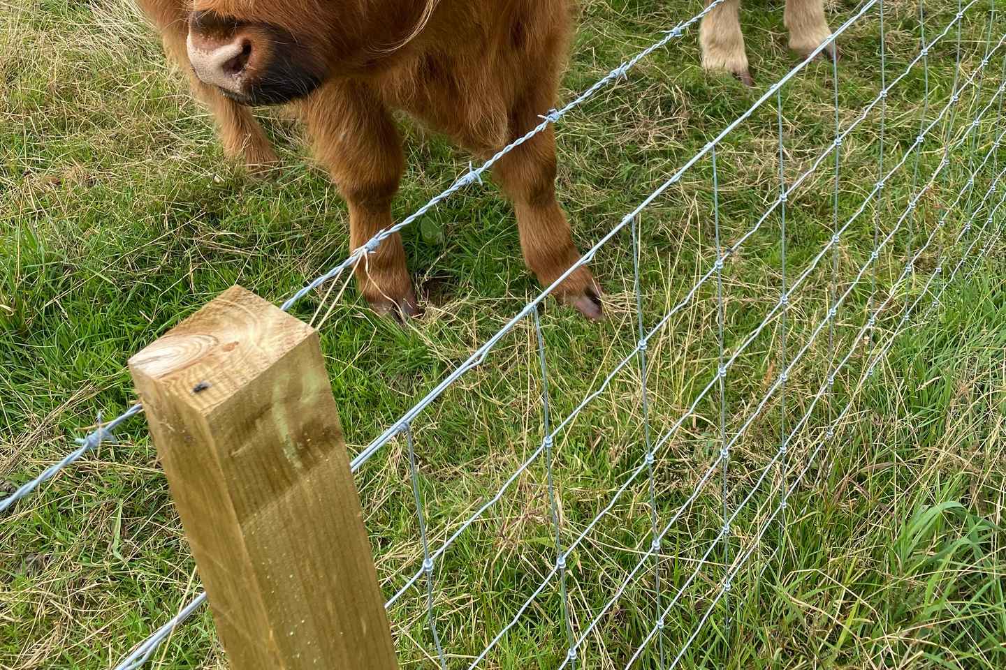 因弗戈登高地之旅：探索邓罗宾城堡