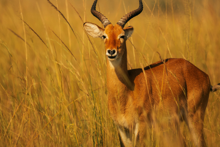 Arusha: Safari di 6 giorni nel Serengeti con visita al villaggio MasaiArusha: safari di 6 giorni nel Serengeti con visita al villaggio Masai