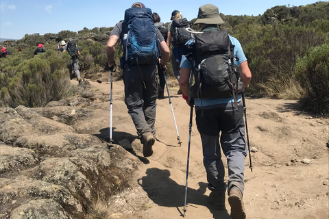 Kilimanjaro dagwandeling (Shira-route)