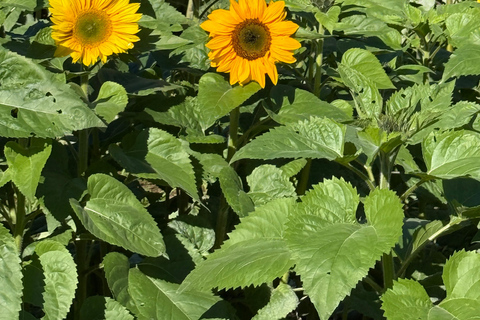 Carool: Bloomhill Estate Sunflower Farm Tour Experience