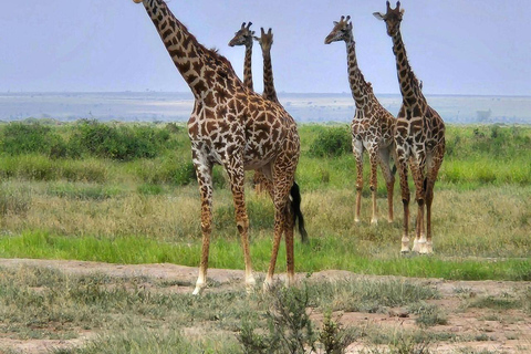 Nairobi: 4 Days epic trip to Amboseli, Tsavo West & East