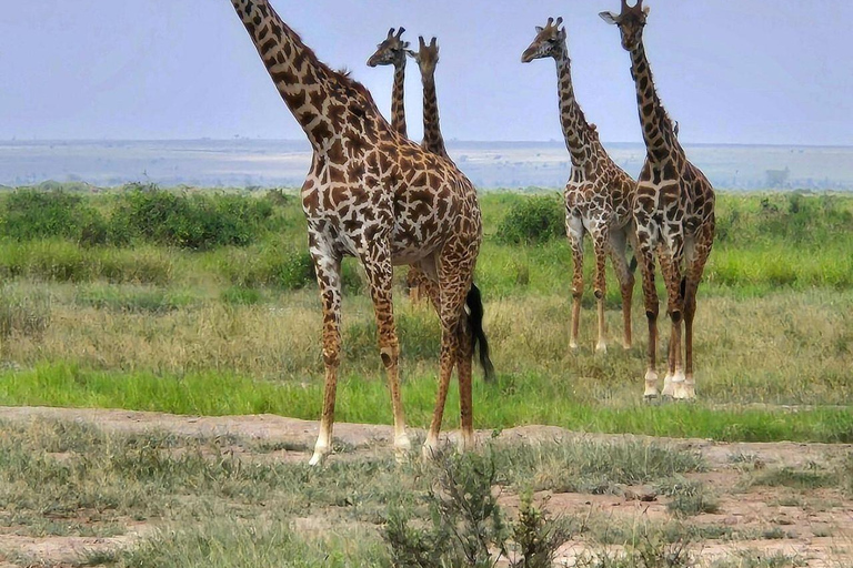 Nairobi: 4 Days epic trip to Amboseli, Tsavo West & East