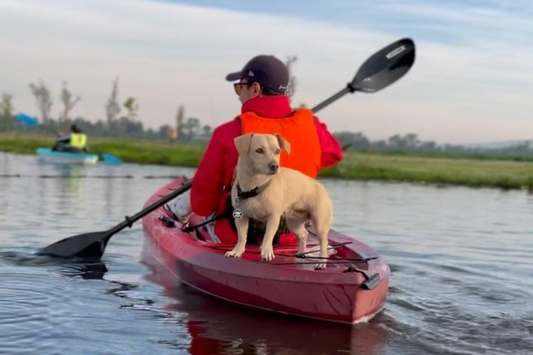 Xochimilco: gita in kayak e osservazione delle salamandre