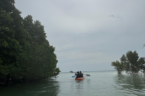 KajakmangroveturKajakpaddling i mangroveträsket