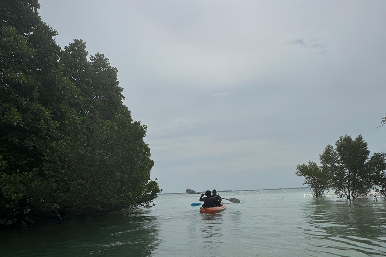 KajakmangroveturKajakpaddling i mangroveträsket