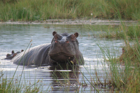 África do Sul: Excursão de 7 dias à Cidade do Cabo, Joanesburgo e Kruger