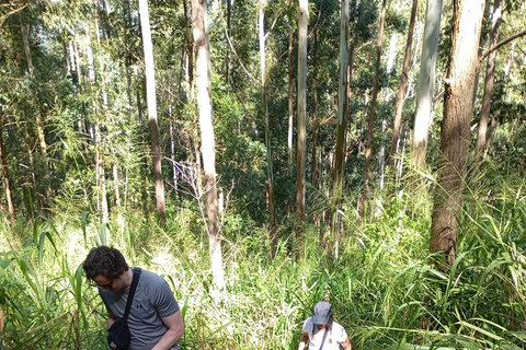 Ella: Tuk-Tuk-tur med Little Adam's Peak och vattenfall