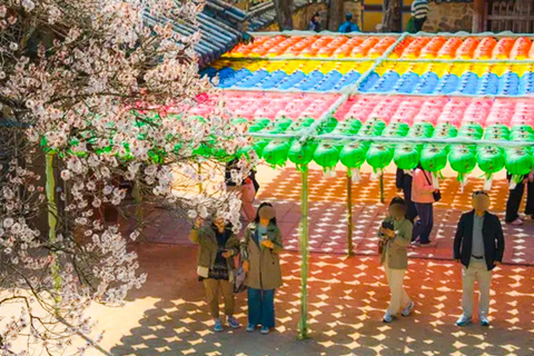 Busan: Spring Cherry Blossom & Gyeongju Highlights Day Tour