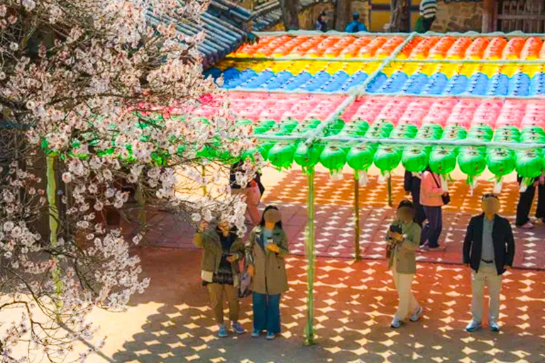 Busan: Spring Cherry Blossom & Gyeongju Highlights Day Tour