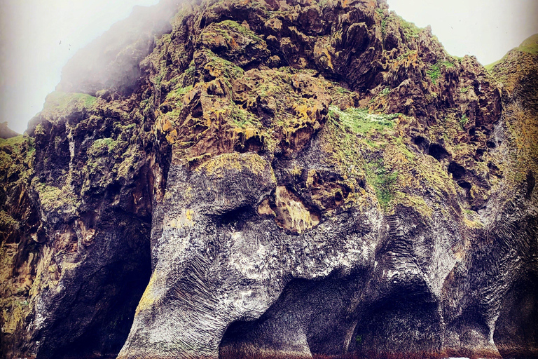 Westman Islands World´s Largest Puffin Colony & Volcano Tour