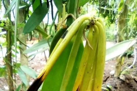 Zanzibar: Spice Farm, Stone Town or Jozani Forest with lunch Spice Farm Experience with lunch – (No Transport)